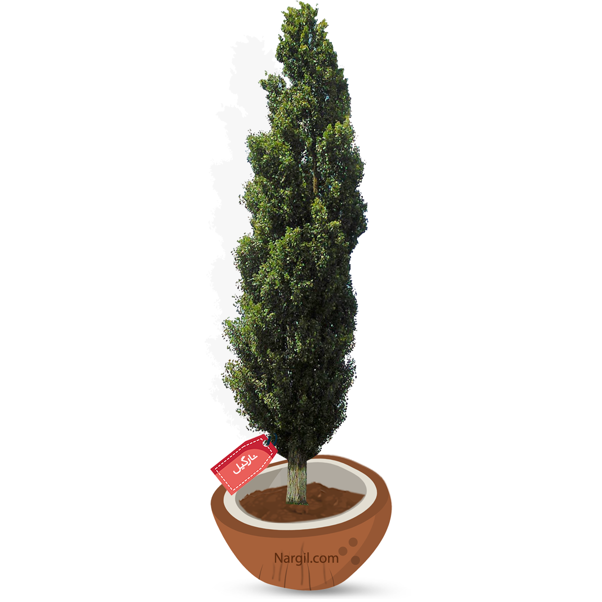  Nargil - black poplar